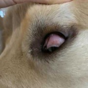 孕期视力下降（狗狗怀孕了经常流眼屎正常吗）