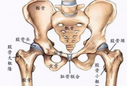 股骨是胎儿的哪个部位,胎儿股骨发育小于孕周