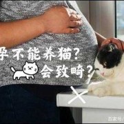 孕期能养猫吗（家里养猫适合怀孕吗）