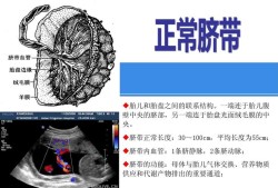 胎儿脐动脉两条是什么意思,胎儿双动脉是什么意思