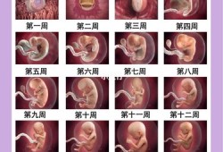 什么是早孕期（什么是早孕期）