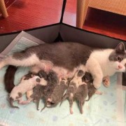 猫胎儿大小（猫胎儿过大怎么办）