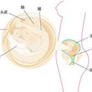怀孕十九周胎儿图（19周宝宝在肚子哪个位置）