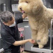 贵妇犬怀孕时间,贵宾孕期多久