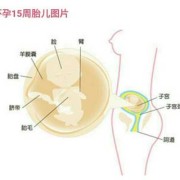 15周胎儿位置（孕15周胎心位置）