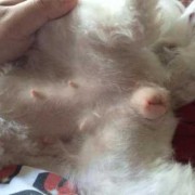 犬的孕期（狗狗怀小狗最多需要几个月）