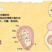 29周胎儿有多重（怀孕29周胎儿有多重）