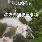 孕妇养猫的十大禁忌,备孕和孕期可以养猫吗