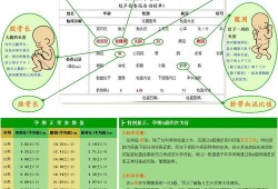 胎儿头大怎么控制饮食（孕12周时胎儿头臂长的正常值是多少）