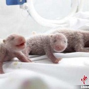 大笑对胎儿有影响吗（大熊猫菊笑三胞胎是自然受孕吗）