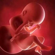 24周的孕妈肚子多大,怀孕24周胎儿多大