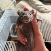 孕期梦到鼠（花枝鼠怀孕第几天出现征兆）