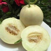 香瓜孕妇可以吃吗,孕期吃甜瓜好吗
