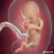 几个月胎儿长头发（几个月胎儿长头发）