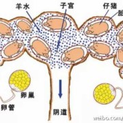 母猪产程过长的原因和解决方法,产程过长对胎儿的影响有哪些