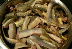 孕期能吃泥鳅吗（11个月宝宝能吃泥鳅吗）
