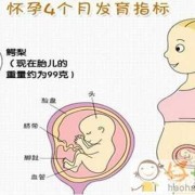 4个月胎儿的模样是什么样子的？都发育什么了,胎儿器官发育顺序是什么