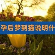 猫怕孕妇是怎么回事,孕期梦见猫是胎梦吗