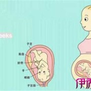 胎儿衔接是什么意思（谁知道肚脐到底是连着哪里的）