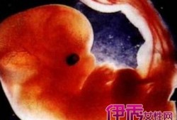 二个月胎儿图什么样子（二个月胎儿图什么样子）