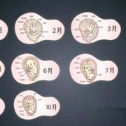 测胎儿孕龄（测胎龄是什么意思）