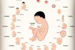 孕妇十一周胎儿有多大?怎么测,如何自测胎儿是否健康呢