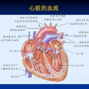 胎儿心脏结构异常原因（胎儿心脏结构异常原因有哪些）