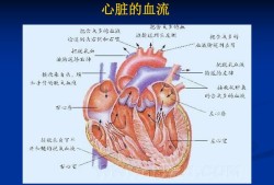 胎儿心脏结构异常原因（胎儿心脏结构异常原因有哪些）