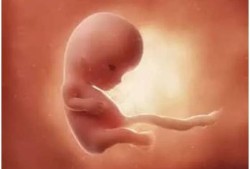 怀孕十周胎儿多大（10周宝宝多重）