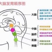 胎儿什么时候发育大脑（胎儿什么时候发育大脑智力）