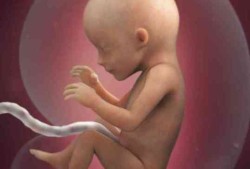 18周胎儿在母体图片（18周胎儿在母体图片）