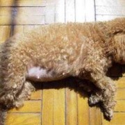我家泰迪2个多月，感觉腿好长，请问大家这狗以后会不会太大,孕妇吃什么胎儿腿长的快