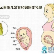 胎儿几个月最怕辐射（胎儿几个月最怕辐射和辐射）