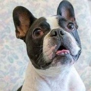 鼻子最短的狗犬,胎儿鼻子短