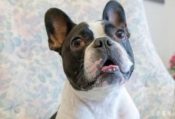 鼻子最短的狗犬,胎儿鼻子短