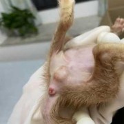 小猫生出来肠子在外面怎么办,胎儿肠外翻图片