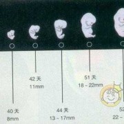 孕期子大小（孕期孩子大小）