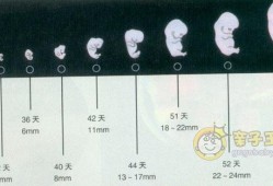 孕期子大小（孕期孩子大小）