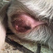 牛，羊，猪，狗，猫的孕期各是多少天,易孕期几天同房一次有利于怀孕