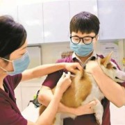 怀孕期间打了狂犬疫苗（2个月孕妇注射狂犬疫苗对胎儿有没有影响）