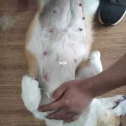 孕期养小狗（怀孕可以养柯基吗）