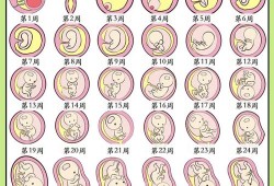 十月怀胎宝宝出生女文案,十月胎儿图片大全