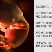 孕20周胎儿图（怀孕20周宝宝有多大啊？不知道一般情况下怀孕后胎儿有多大）