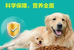 狗狗怀孕期（狗狗怀孕期间吃什么最好）
