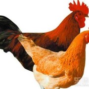 孕期吃公鸡还是母鸡好（孕期吃公鸡还是母鸡好呢）