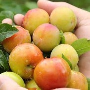 孕期能吃李子吗（孕妇能吃李子吗?）