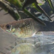 凤尾鱼孕期（凤尾鱼孕期是多少天）