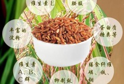 红米孕妇可以吃吗,孕期吃红米有什么好处