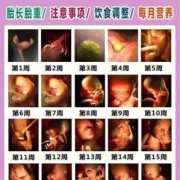十周的胎儿有多大,怀孕一到四十周胎儿发育图片