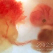 两个月的胎儿有灵魂吗（两个月的胎儿有灵魂吗图片）